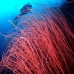 seawhip_sr_v_0705_png0217.jpg